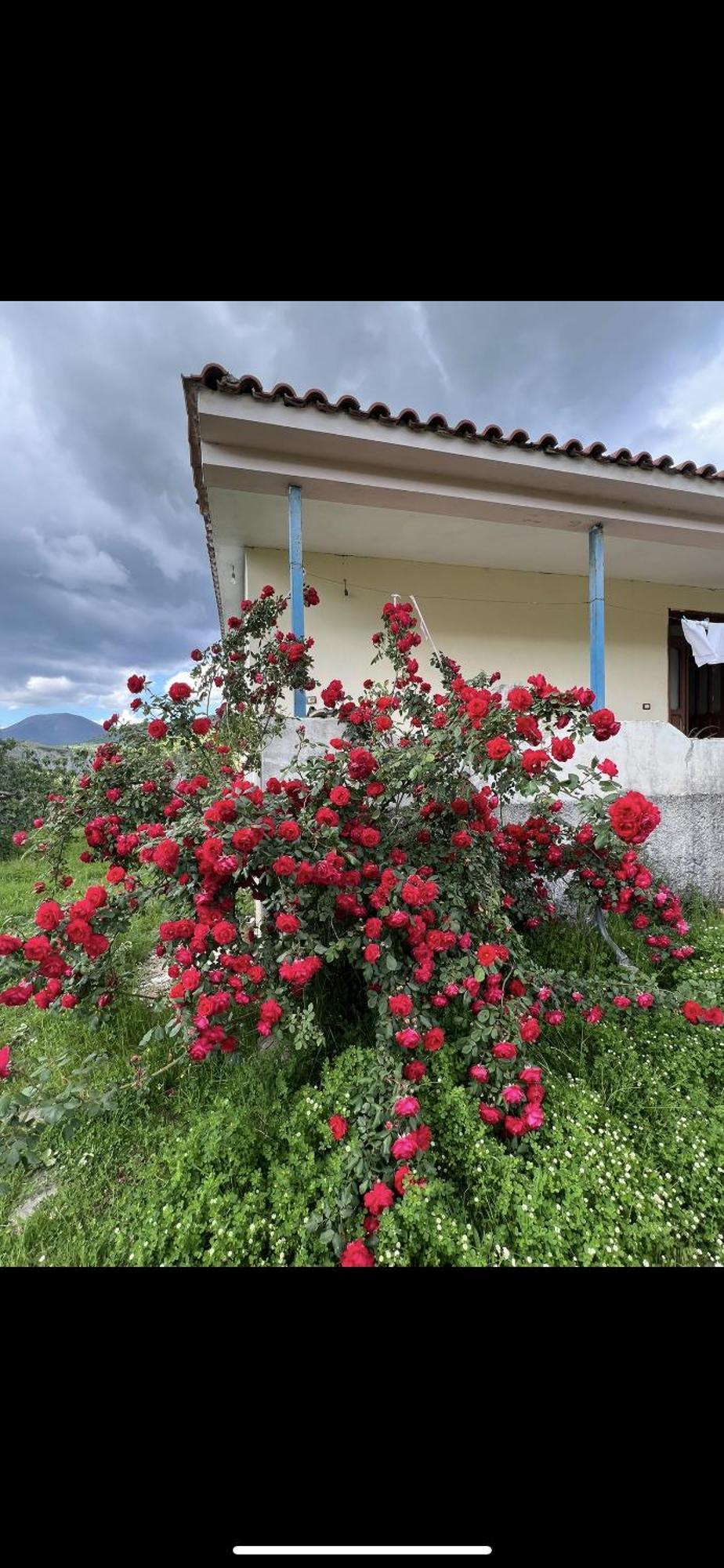 Redi Elbasan